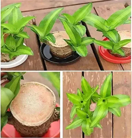 Natural Brazilian Good Luck Air Purifying Plant