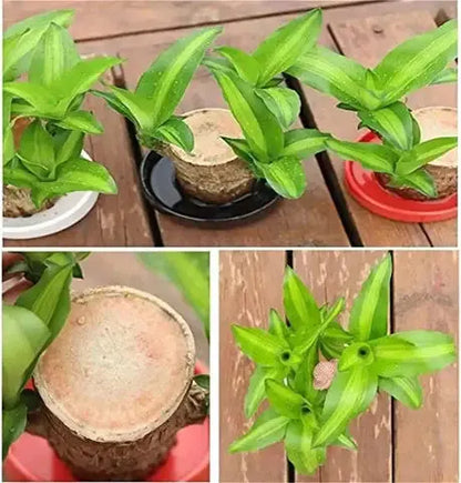 Natural Brazilian Good Luck Air Purifying Plant