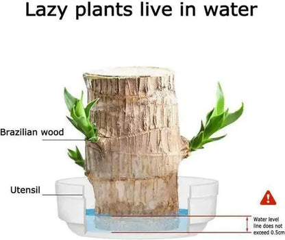 Natural Brazilian Good Luck Air Purifying Plant