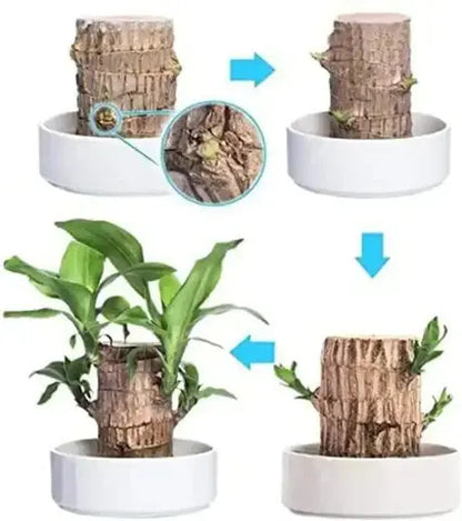 Natural Brazilian Good Luck Air Purifying Plant