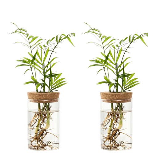 Bright Floral Befez Planter - Befez