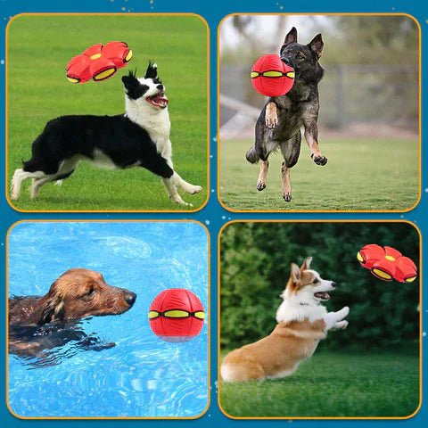 Fun Interactive Dog Toy