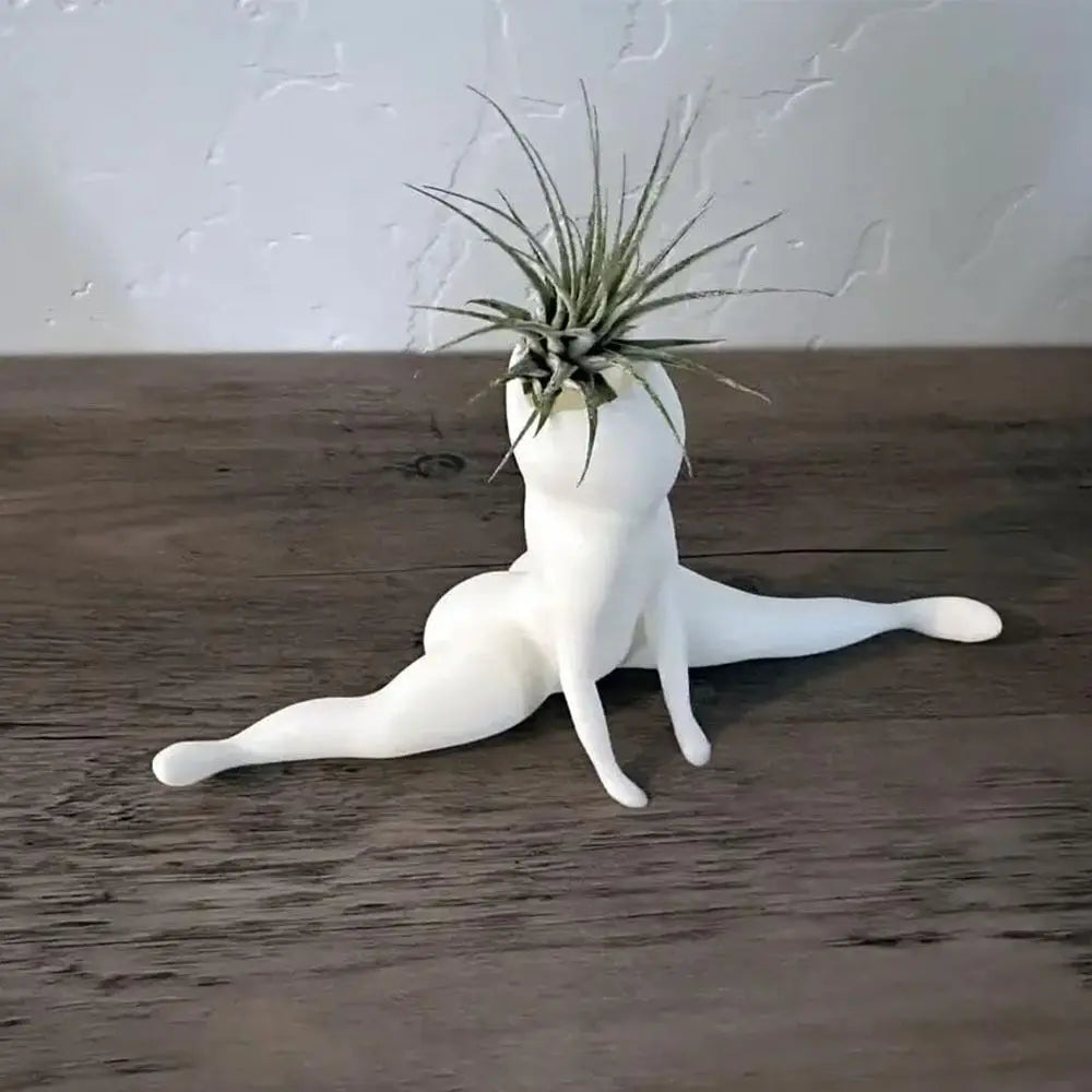 Unique Air Plant Holder Decor