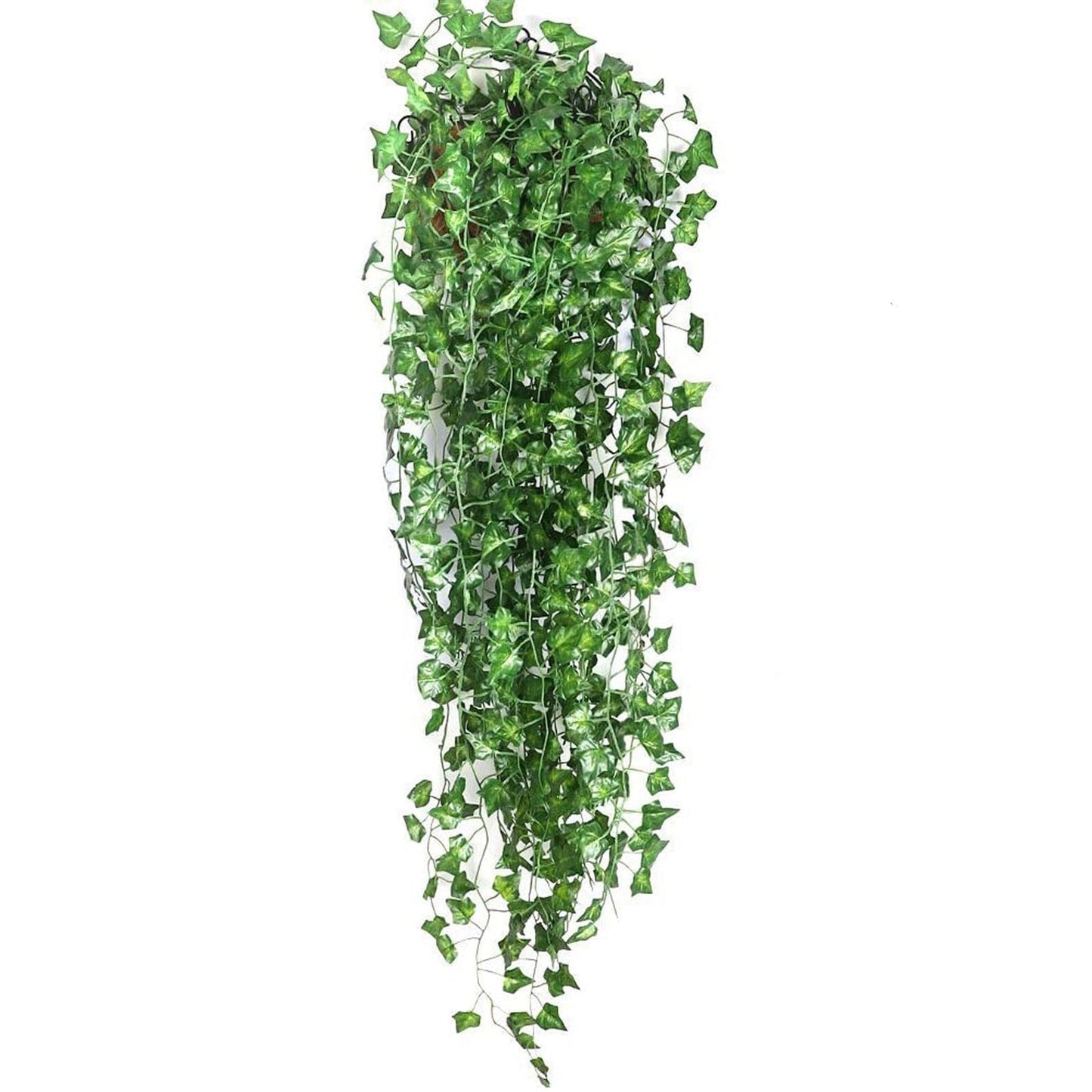 Year Round Fresh Green Indoor Plants