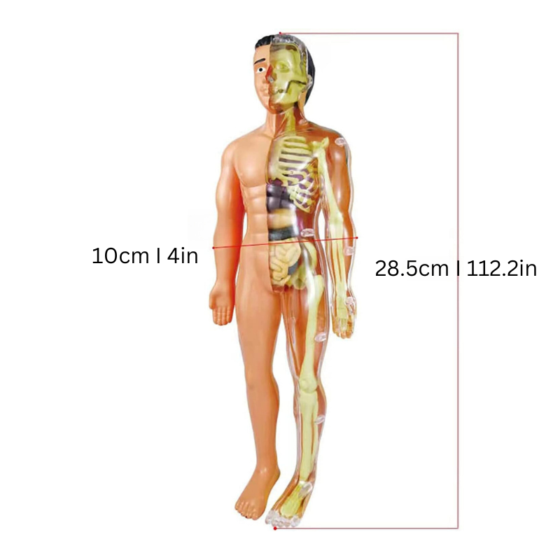 Fun Kids Human Body Figure Model