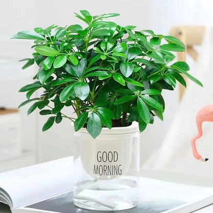Realistic Indoor Plant with Stem and Green Leaves - Befez