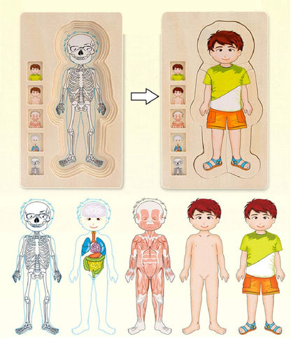 3D Interactive Human Body Model Kit