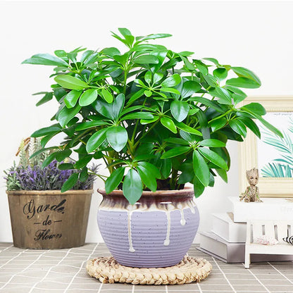 Realistic Indoor Plant with Stem and Green Leaves