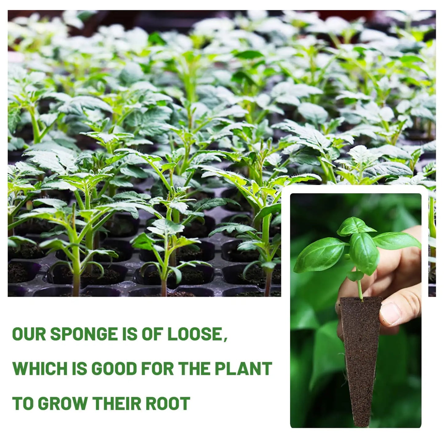 Easy Grow Plant Starters 50 Pack