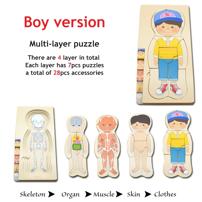 3D Interactive Human Body Model Kit - Befez