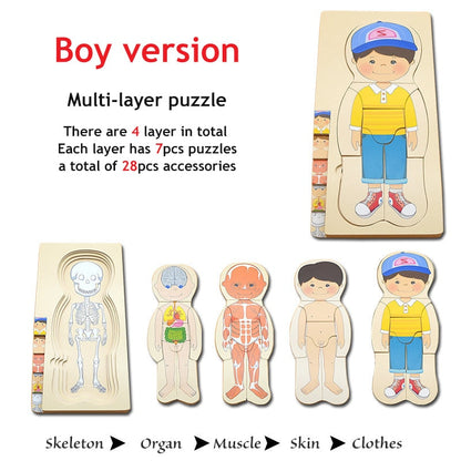 3D Interactive Human Body Model Kit - Befez