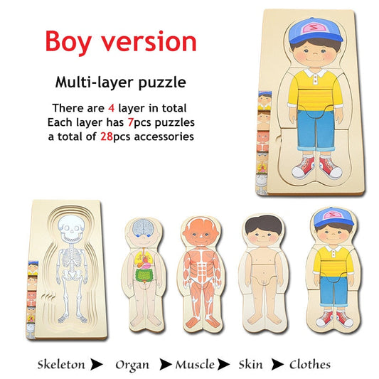 3D Interactive Human Body Model Kit - Befez