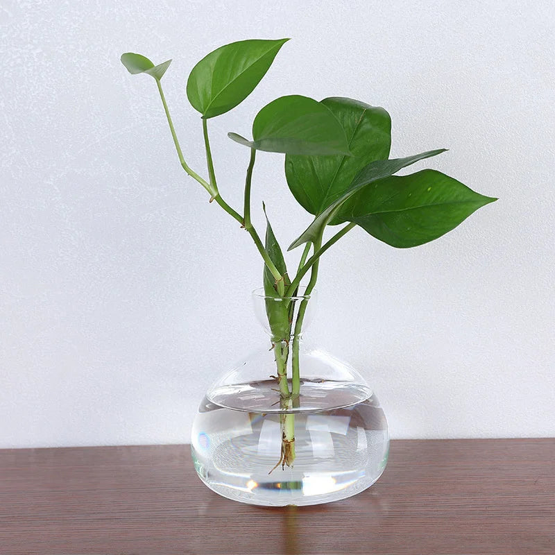 Clear Glass Avocado Planter Vase