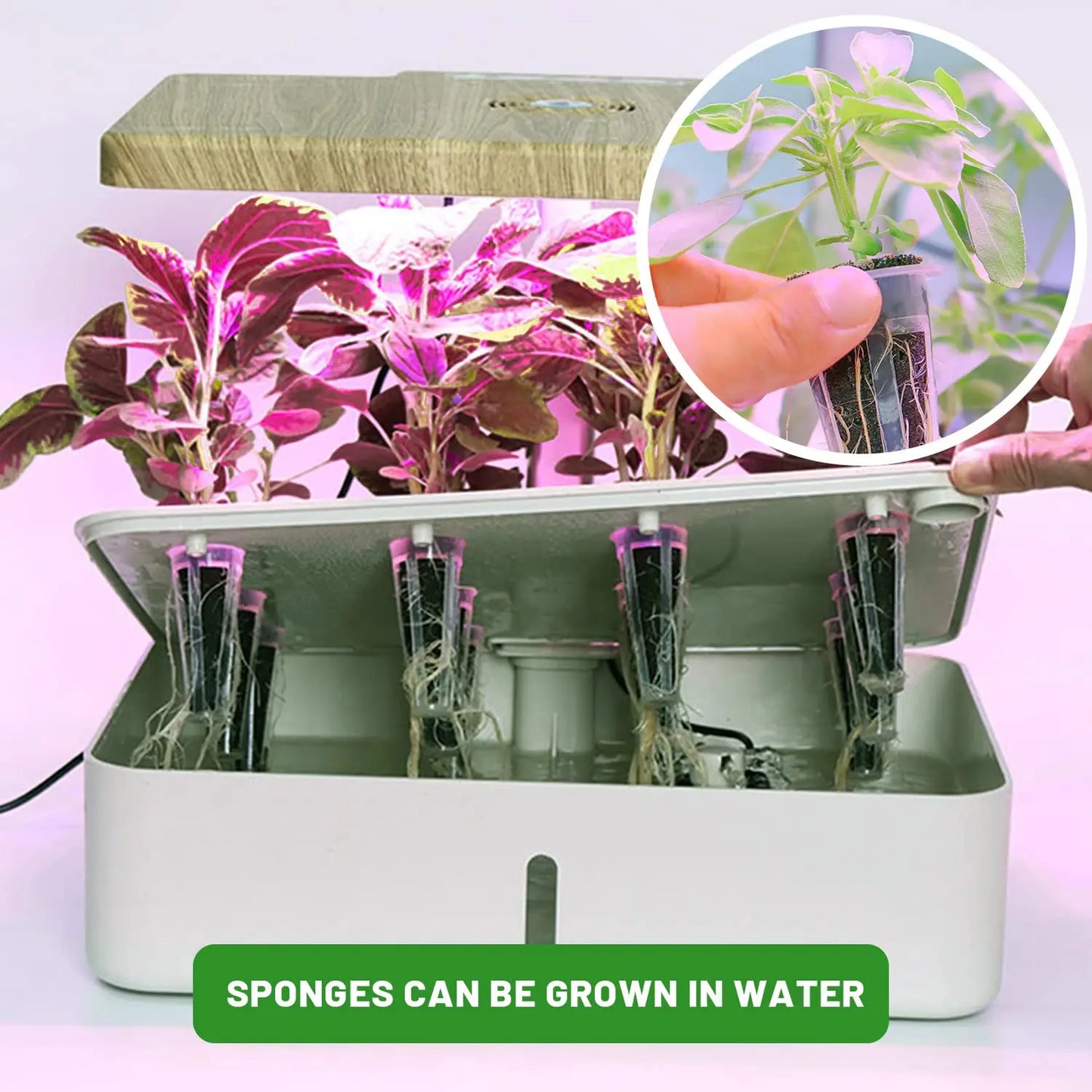 Easy Grow Plant Starters 50 Pack