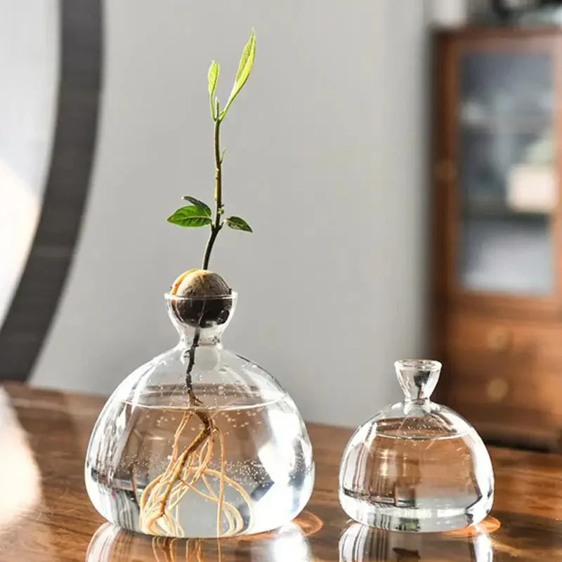 Clear Glass Avocado Planter Vase