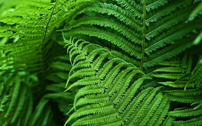 Outdoor Artificial Fern Plant with UV and Weather Resistance
