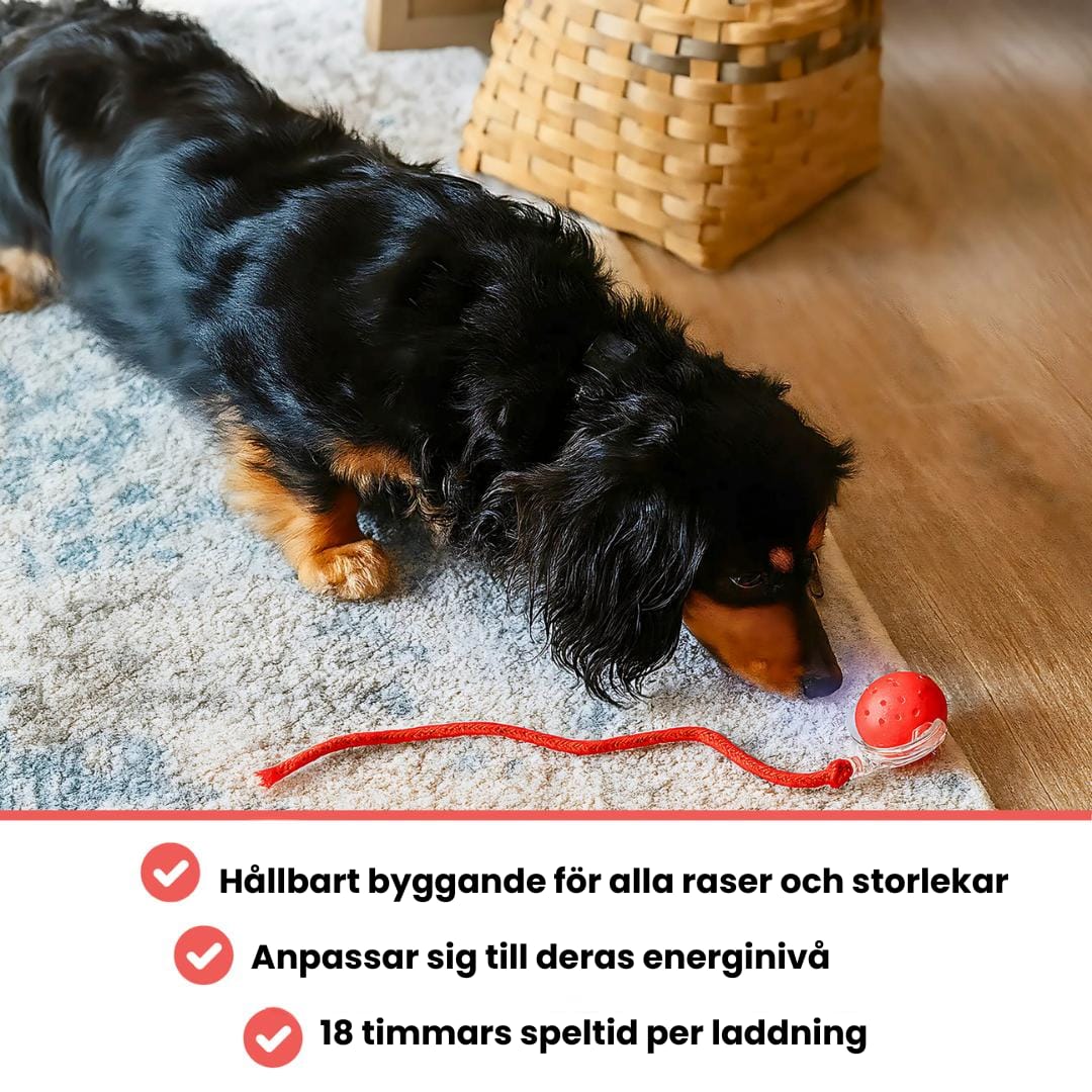 Befez | PawTail | Fast Drying Dog Coat Water Resistant