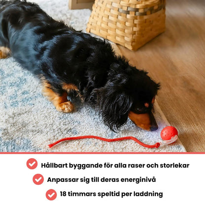 Befez | PawTail | Fast Drying Dog Coat Water Resistant
