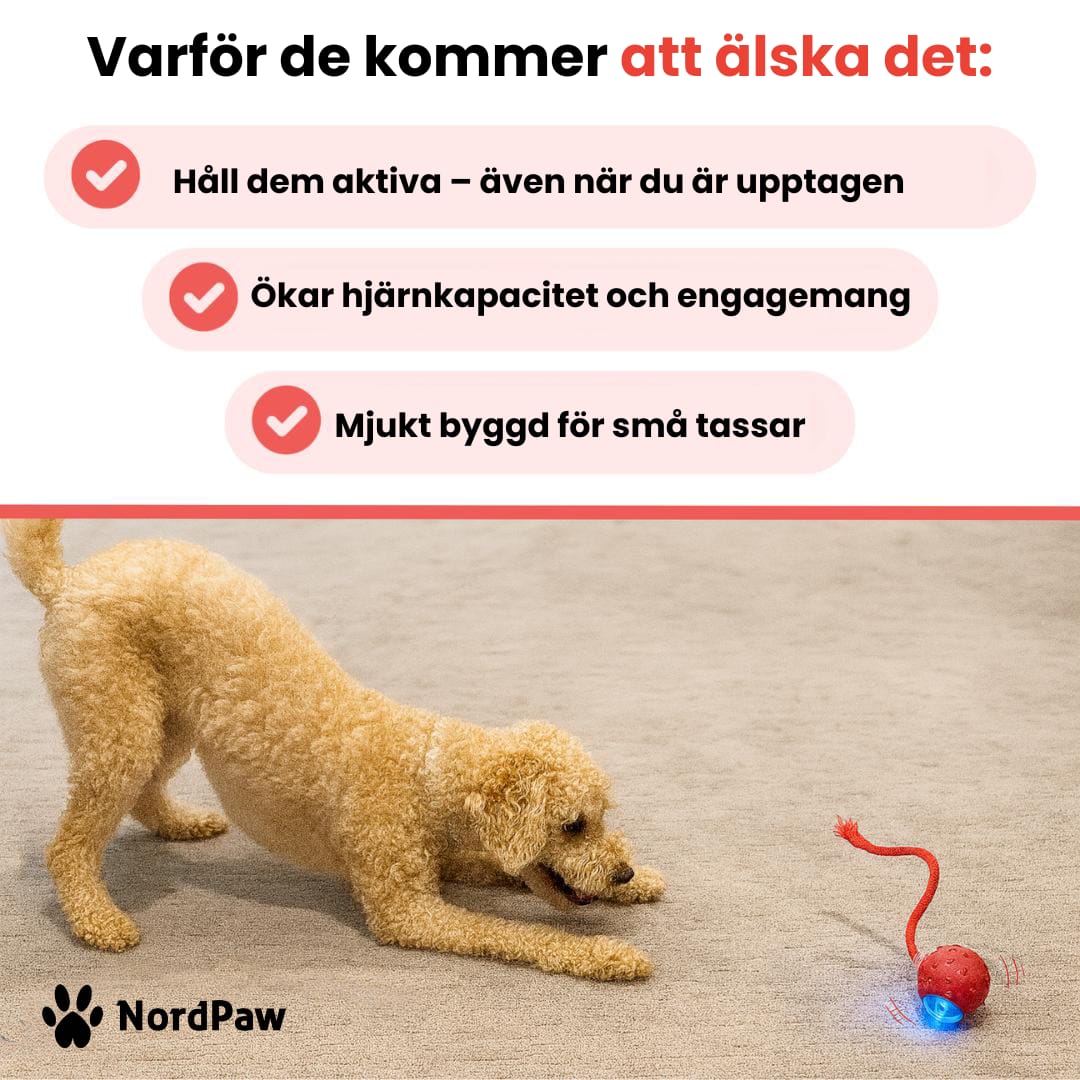 Befez | PawTail | Fast Drying Dog Coat Water Resistant - Befez