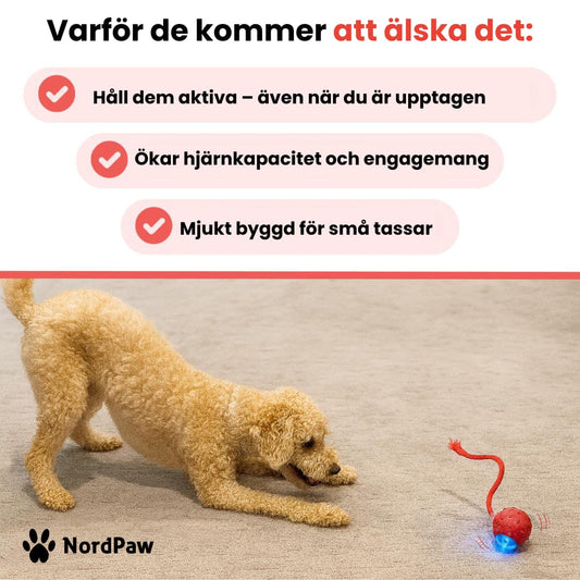 Befez | PawTail | Fast Drying Dog Coat Water Resistant - Befez