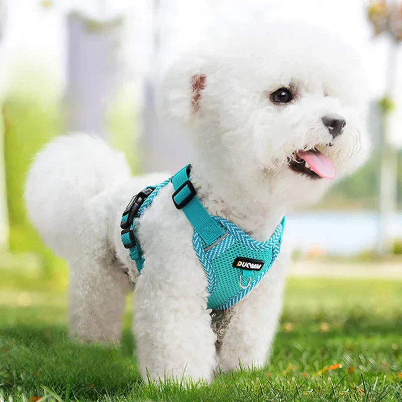 Visible Puppy Harness and Lead Set for Little Dogs