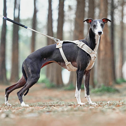 Comfortable Dog Harness with Adjustable Leash System
