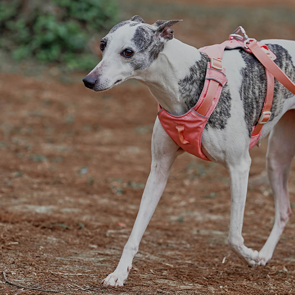 Comfortable Dog Harness with Adjustable Leash System