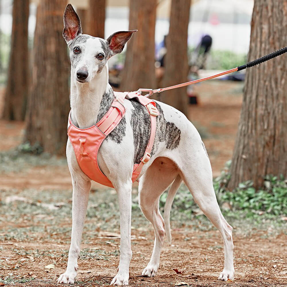 Comfortable Dog Harness with Adjustable Leash System