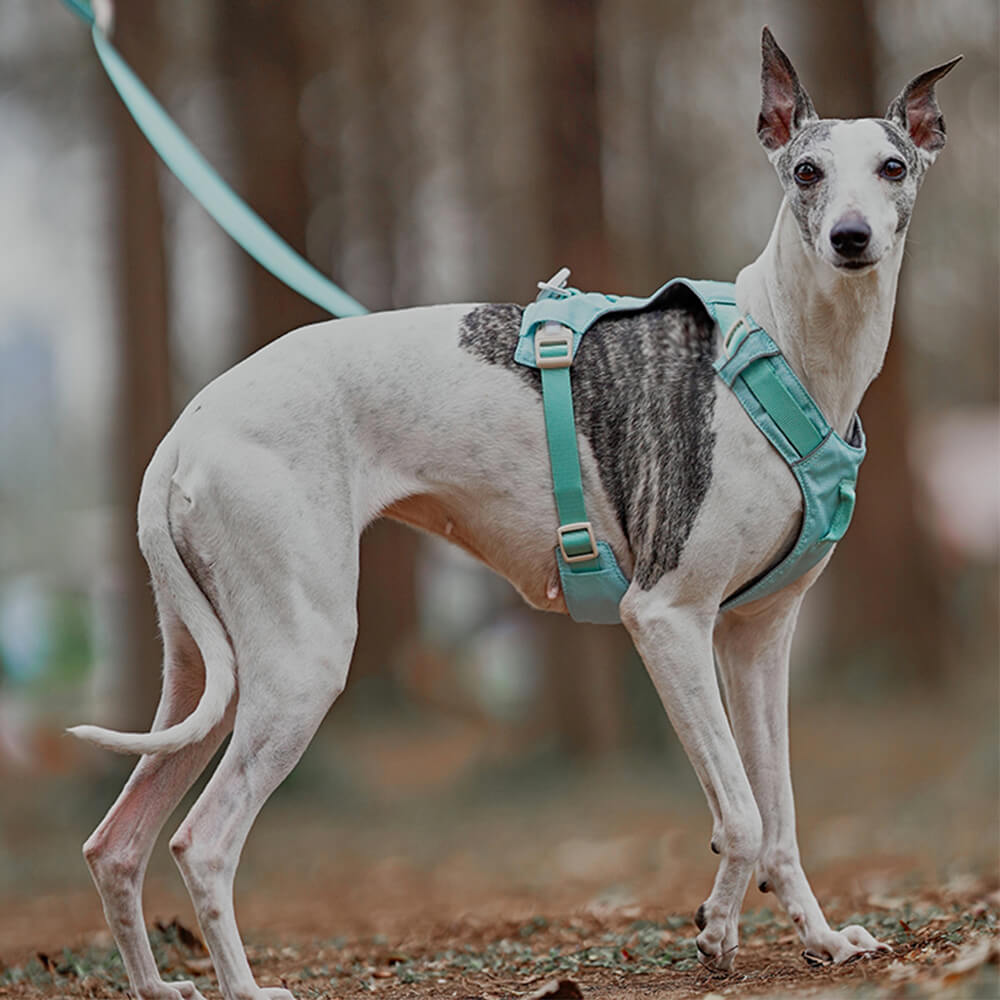 Comfortable Dog Harness with Adjustable Leash System