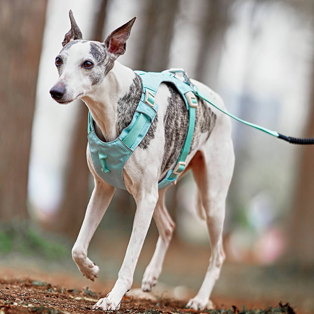 Comfortable Dog Harness with Adjustable Leash System
