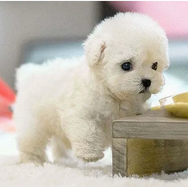 Cute Electronic Dog Plush Toy - Walks and Talks
