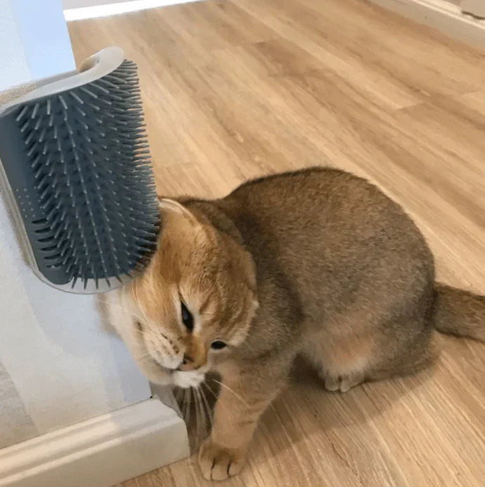 Pet Gentle Grooming Brush for Cats