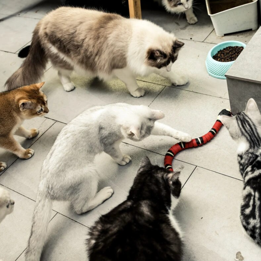 Fun Interactive Cat Play Toy