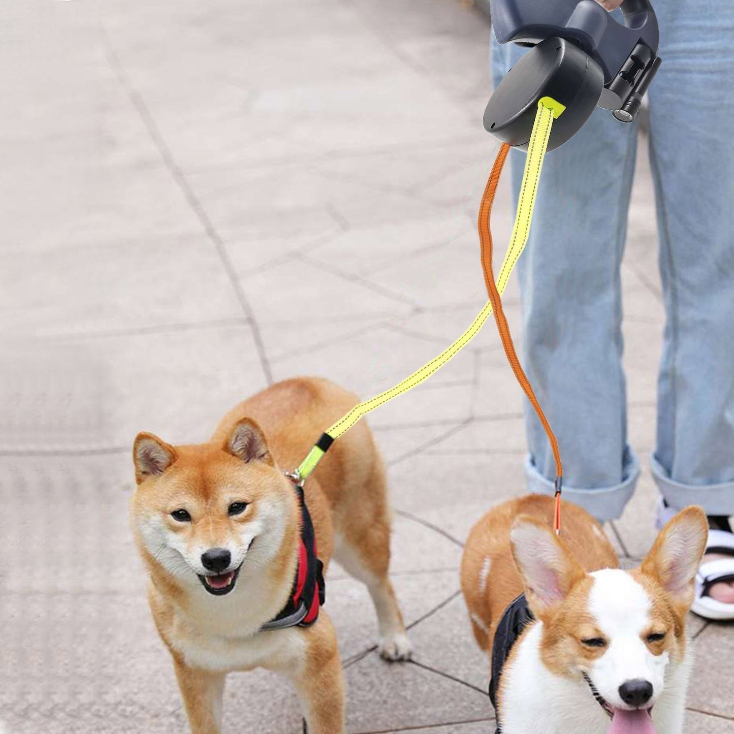 Best Dog Befez Solution