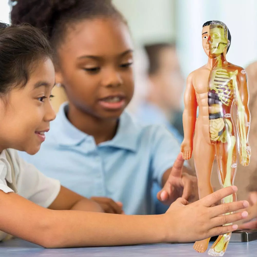 Fun Interactive Human Body Model for Kids - Befez