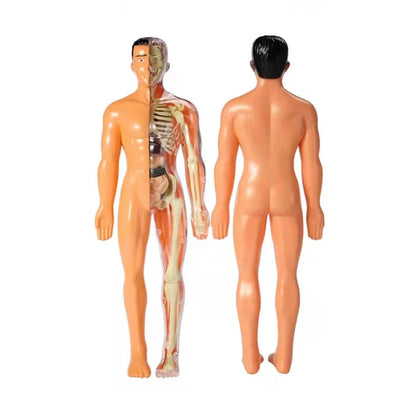 Fun Interactive Human Body Model for Kids