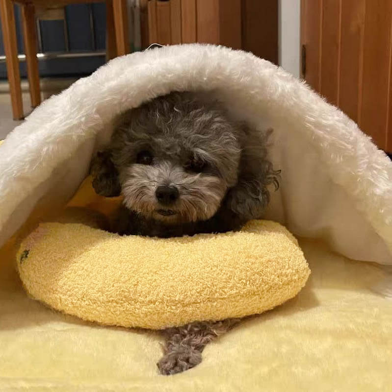 Soft Pet Bed for Dogs - CalmNest Befez