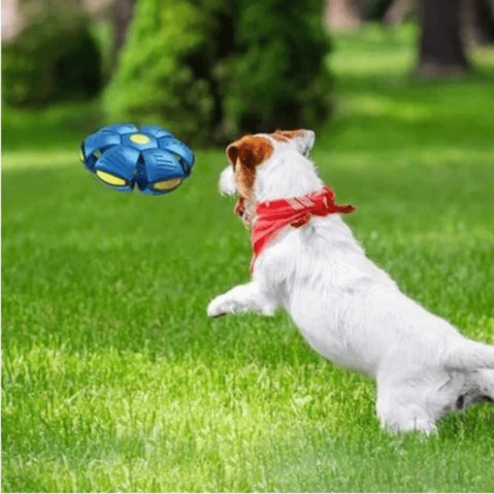 Fun Dog Play Tunnel