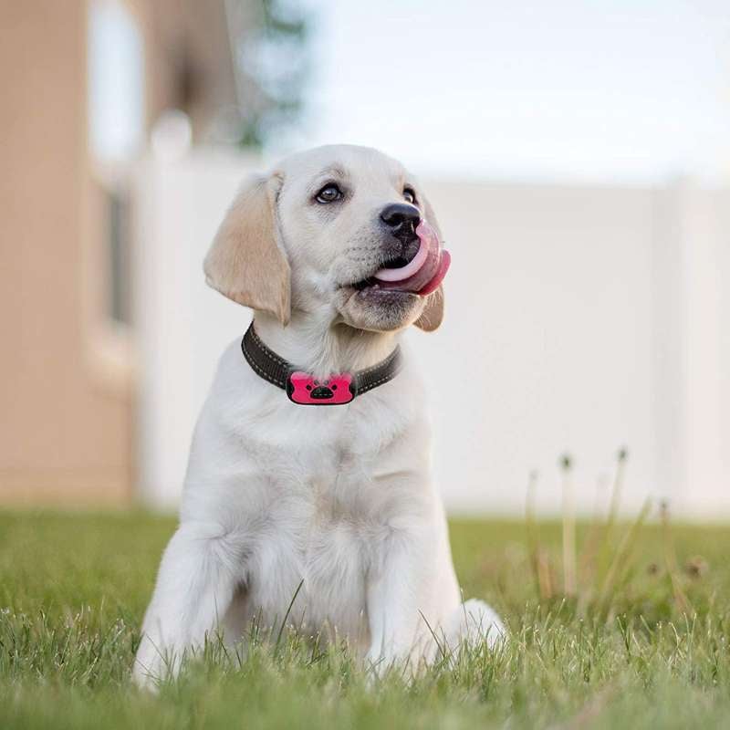 Effective No Bark Dog Collar