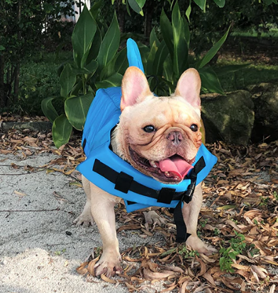 Pet Safety Vest - Dog Floatation Jacket