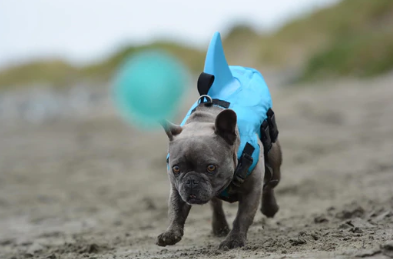 Pet Safety Vest - Dog Floatation Jacket