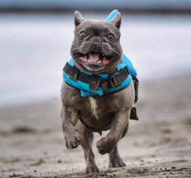 Pet Safety Vest - Dog Floatation Jacket