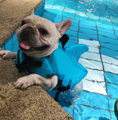 Pet Safety Vest - Dog Floatation Jacket