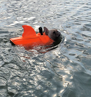 Pet Safety Vest - Dog Floatation Jacket