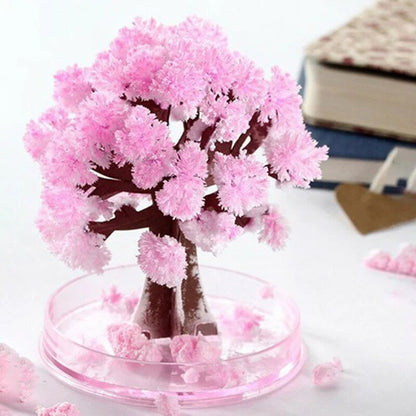Beautiful Pink Sakura Tree for Home Garden