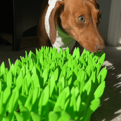 Easy Pet Slow Feeder Bowl