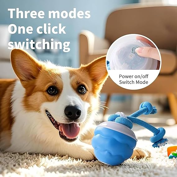 Befez | PawPulse - Keeps Dogs Healthy and Happy