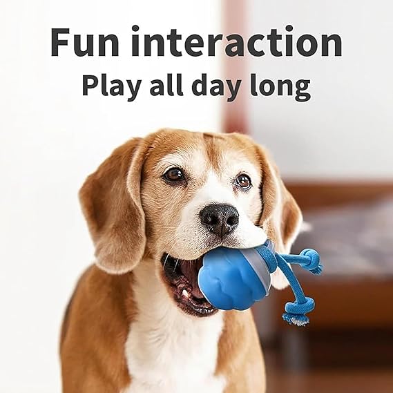 Befez | PawPulse - Keeps Dogs Healthy and Happy