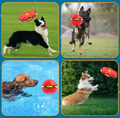 Fun Interactive Dog Toy