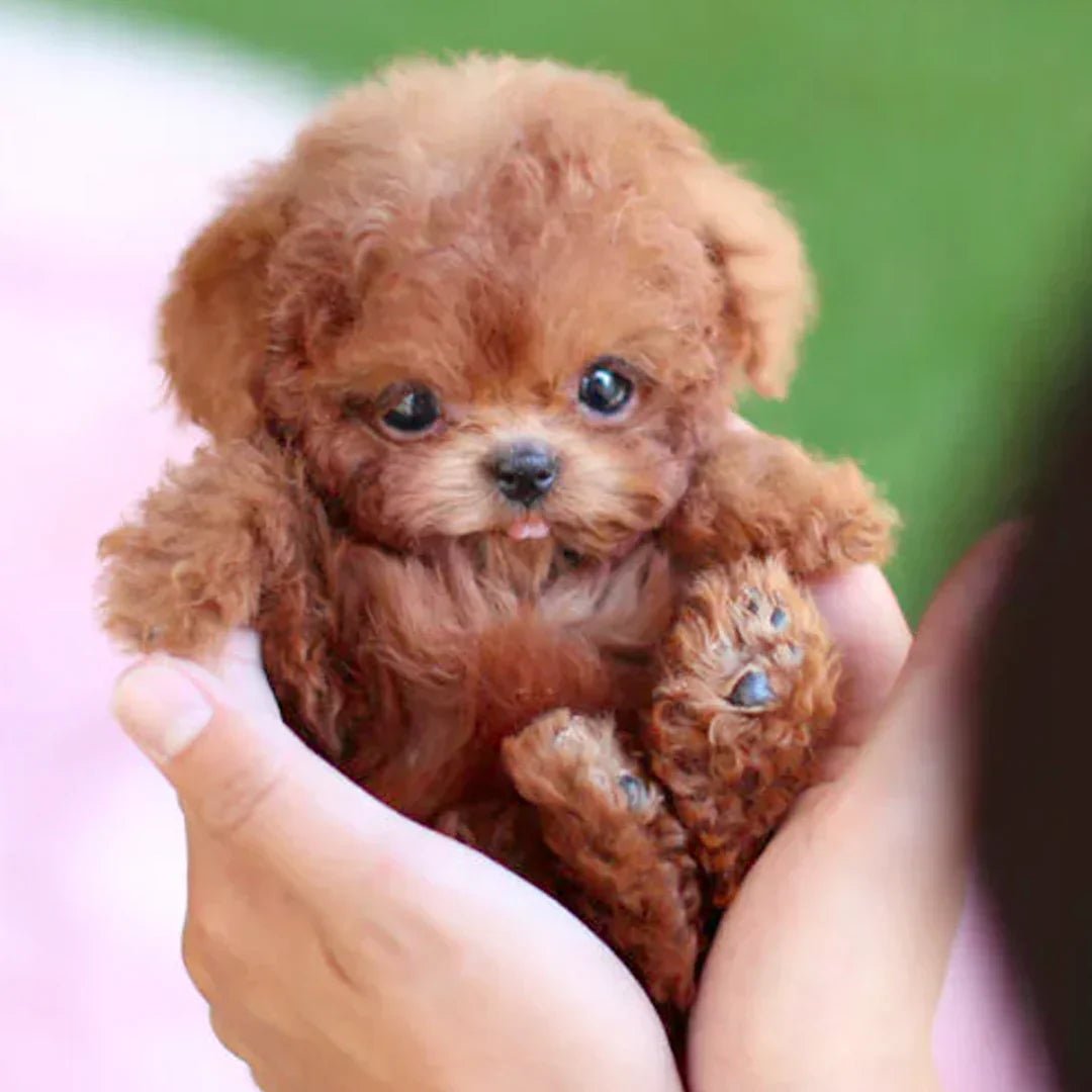 Interactive Pet Robot Dog Toy - Befez